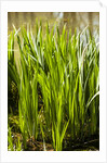 Crinum Lilies grow in pond by Anonymous