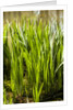Crinum Lilies grow in pond by Anonymous