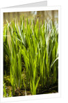 Crinum Lilies grow in pond by Anonymous