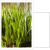 Crinum Lilies grow in pond by Anonymous
