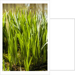 Crinum Lilies grow in pond by Anonymous