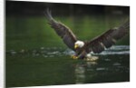 Bald Eagle, British Columbia, Canada by Anonymous