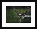 Bald Eagle, British Columbia, Canada by Anonymous