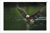 Bald Eagle, British Columbia, Canada by Anonymous