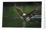 Bald Eagle, British Columbia, Canada by Anonymous