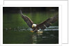 Bald Eagle, British Columbia, Canada by Anonymous