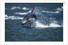 Pacific White-Sided Dolphin, BC, Canada by Anonymous