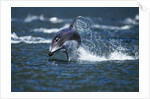 Pacific White-Sided Dolphin, BC, Canada by Anonymous