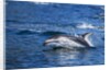 Pacific White-Sided Dolphin, BC, Canada by Anonymous