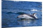 Pacific White-Sided Dolphin, BC, Canada by Anonymous