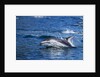 Pacific White-Sided Dolphin, BC, Canada by Anonymous