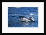 Pacific White-Sided Dolphin, BC, Canada by Anonymous
