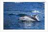 Pacific White-Sided Dolphin, BC, Canada by Anonymous