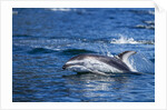 Pacific White-Sided Dolphin, BC, Canada by Anonymous