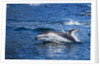 Pacific White-Sided Dolphin, BC, Canada by Anonymous