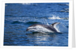 Pacific White-Sided Dolphin, BC, Canada by Anonymous