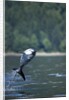 Pacific White-Sided Dolphin, BC, Canada by Anonymous