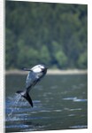 Pacific White-Sided Dolphin, BC, Canada by Anonymous