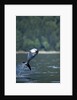 Pacific White-Sided Dolphin, BC, Canada by Anonymous