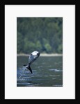 Pacific White-Sided Dolphin, BC, Canada by Anonymous