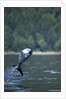 Pacific White-Sided Dolphin, BC, Canada by Anonymous