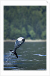 Pacific White-Sided Dolphin, BC, Canada by Anonymous