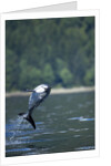 Pacific White-Sided Dolphin, BC, Canada by Anonymous