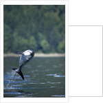 Pacific White-Sided Dolphin, BC, Canada by Anonymous