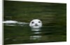Harbor Seal, British Columbia, Canada by Anonymous