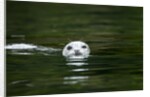 Harbor Seal, British Columbia, Canada by Anonymous