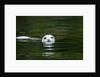 Harbor Seal, British Columbia, Canada by Anonymous