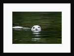 Harbor Seal, British Columbia, Canada by Anonymous