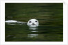 Harbor Seal, British Columbia, Canada by Anonymous