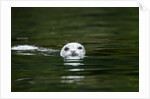Harbor Seal, British Columbia, Canada by Anonymous