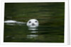 Harbor Seal, British Columbia, Canada by Anonymous