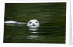 Harbor Seal, British Columbia, Canada by Anonymous