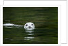 Harbor Seal, British Columbia, Canada by Anonymous