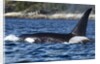 Killer Whale, BC, Canada by Anonymous