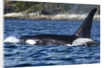 Killer Whale, BC, Canada by Anonymous