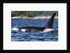 Killer Whale, BC, Canada by Anonymous