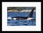 Killer Whale, BC, Canada by Anonymous