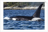 Killer Whale, BC, Canada by Anonymous