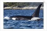 Killer Whale, BC, Canada by Anonymous