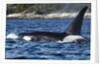 Killer Whale, BC, Canada by Anonymous