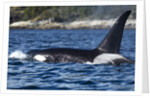 Killer Whale, BC, Canada by Anonymous
