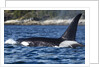 Killer Whale, BC, Canada by Anonymous