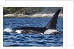 Killer Whale, BC, Canada by Anonymous