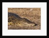 Nile Crocodile (Crocodylus niloticus) by Anonymous