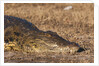 Nile Crocodile (Crocodylus niloticus) by Anonymous