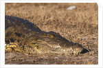 Nile Crocodile (Crocodylus niloticus) by Anonymous